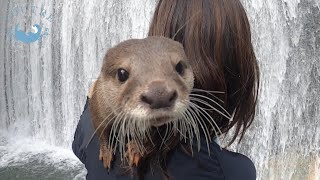 Gather, otters! ~ (1) First walk ~