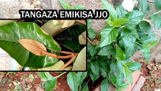 Tangaza Emikisa jjo Eddagala Lirino Eddagala Lyemikisa