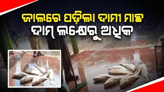 Rare Fish Worth Lakh Caught In Fisherman's Net In Dhamra