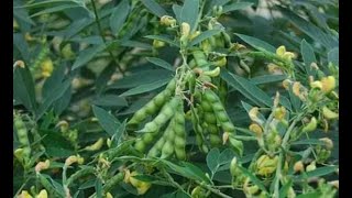 অড়হর চাষের উন্নত পদ্ধতি/অড়হর চাষাবাদ/Improved methods of arahar cultivation / arahar cultivation