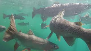 See Lake Wakatipu's Brown Trout