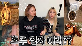 Talk 4년차 워홀러가 말하는 호주 tmi 4탄: 날씨, 벌레, 동물(야생동물, 반려동물)