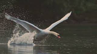 Schwan im Flug