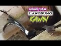 Pancingan dan Terapi Suara Murai Batu Cepat Birahi dan Kawin | Terapi Murai Kawin!!!