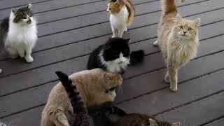 If Cats Sounded Like Arnold Schwarzenegger