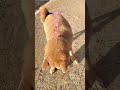 【ほのぼの】散歩中、ボールを持って帰りたいのに咥えられない柴犬🐶 shorts 多頭飼い shibainu