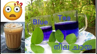 BLUE TEA ☕︎ നീല ചായ. ആരോഗ്യഗുണങ്ങൾ ഏറെ, തയ്യാറാക്കാൻ വളരെ എളുപ്പം.