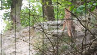 走るチュウゴクオオカミ一家　Mongolian wolf with pup 2018 0721