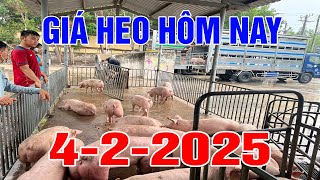 Giá Heo Hơi Hôm Nay Ngày 4/2/2025 | GIÁ HEO HƠI 3 MIỀN