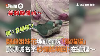 鸚鵡姐妹花埋頭瘋玩「躲貓貓」 聽媽喊名字秒彈起萌回：在這裡 | 寵物鳥