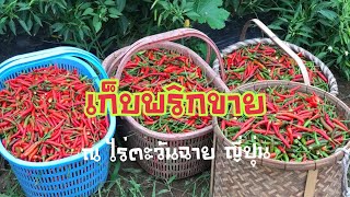 เก็บพริก:หารายได้เสริมกับการเก็บพริก ผัก ขายในญี่ปุ่น #2017.08