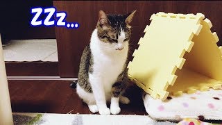 猫、遊んだ後にメス飼い主の子守歌でウトウトする姿が可愛い《ゆずチャンネル》