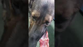 シェパード犬　噛る醍醐味#大型犬#asmr#鹿