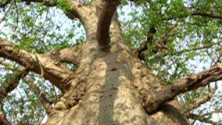 Baobab trees of Savanur