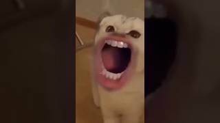 Silly Cats With Human Mouths🤣! Human Mouths !Cats With Human Mouths #cats #funny  #Humanmouths #dog