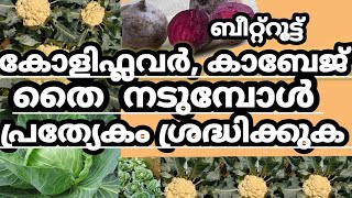 cauliflower, cabbage,beetroot തൈകൾ പറിച്ചു നടുന്ന ശരിയായ രീതി /cabbage cauliflower krishi malayalam