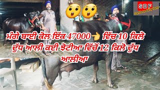 8 July 2022 ਮੰਗੇ ਬਾਈ ਕੋਲ ਇੱਕ 47000 ਵਿੱਚ 10 ਕਿਲੋ ਦੁੱਧ #best #top #murrah #buffelo #breed