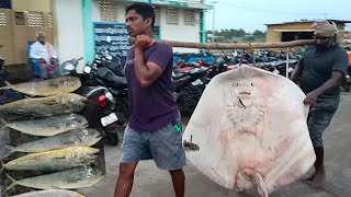 நாகையில் 1 கிலோ மீன் 25 ரூபாயா😳#fishing