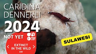 Caridina dennerli in Lake Matano 2022-2024