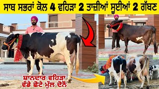 ਸਾਬ ਸਭਰਾਂ ਕੋਲ 4 ਵਹਿੜਾ 2 ਤਾਜ਼ੀਆਂ ਸੂਈਆਂ 2 ਗੱਬਣ । ਸ਼ਾਨਦਾਰ ਵਹਿੜਾ ਵੱਡੇ ਛੋਟੇ ਛੋਟੇ। ਪਿੰਡ ਸਭਰਾਂ। ਪੱਟੀ