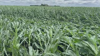 Derecho left some crops in Kossuth County flattened