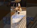 何でもくわえたがる可愛いジャックラッセルテリア　 jackrussellterrier かわいい ジャックラッセル ジャックラッセルテリア あそび おもしろい 紙　 イタズラ いぬ