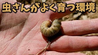 第120回 虫さんがよく育つ環境【千葉県野田市】