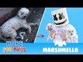 Marshmello ft. Hope For Paws - HAPPIER together compilation.