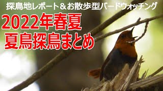 お散歩型バードウォッチング　2022年春夏のまとめ　多くの野鳥・夏鳥に出会えた暑くて熱い探鳥のお話です