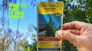 LEYLAND CYPRESS - is a FAST-GROWING Coniferous EVERGREEN TREE that makes a GREAT SCREEN