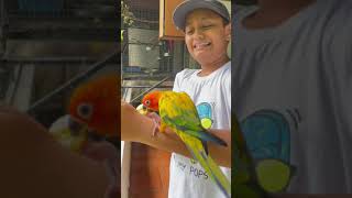 Termed sun conure attacks || play time highlights || #shorts #sunconure #pets