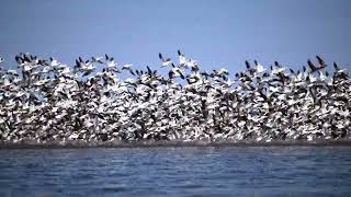 2025 Snow Goose Migration