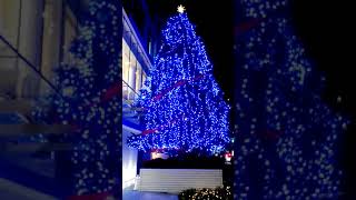 2018年 クリスマスツリー　ピカール青山骨董通り店（Aoyama christmas tree）