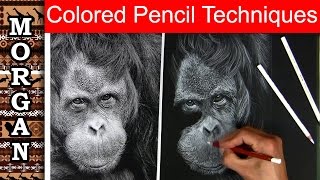 Colored pencil techniques drawing lesson, Jason Morgan wildlife art