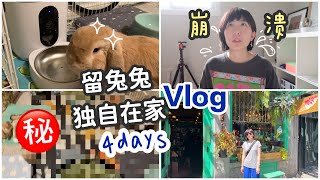 养兔vlog | 旅游回来发现泡泡不认识我了? 留兔子在家的各种准备和经验谈 | 新手养兔子-为什么不带兔子旅游 | 我去渥太华蒙特利尔啦！