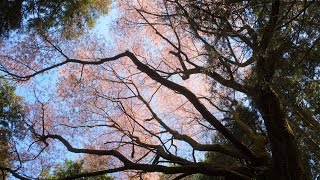 生藤山から陣馬山へ 東京都･山梨県･神奈川県 縦走コース 2017年4月23日