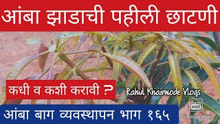 आंबा झाडाची पहीली छाटणी कधी व कशी करावी ? आम कीकटाई कब और कैसे करे? When and How to prune mangoplant