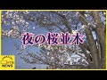 直線として日本一の桜並木夜の光景は？帰宅の人も足をとめて見入る美しさ？　札幌・北区新川通