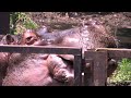 スイカがコナゴナ！カバのスイカまるごとタイム hippo eats a whole watermelon