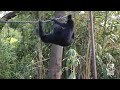 siamang gibbons explore new island home