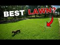 How I Fixed an Ugly Lawn // Kikuyu Lawn Journey