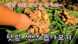 생강 수확 시기 알아보기. 텃밭 생강 뽑아보기. 중생강과 소생강 비교. 생강 수확과 손질법. 생강 캐기.