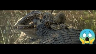 Big Python Vs Alligator - Real Fight - You Won't Believe What Happened