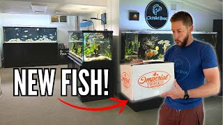 UNBOXING AFRICAN CICHLIDS: Blue Dolphin Cichlid, Taiwan Reef Cichlid, Turkis Peacock, and More