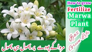 Transform Your Garden with Thriving Marwa/Murraya/Madhu Kamini Plant: A Complete Care Guide