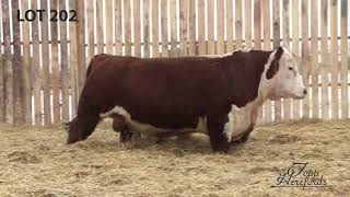 Topp Herefords Lot 202