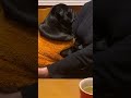 おやつなしに反応する黒パグ a black pug that reacts without a snack