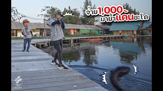 ตกชะโดในบึงปลาบึก 1,000 เดียวเอาออกได้ไม่อั้น