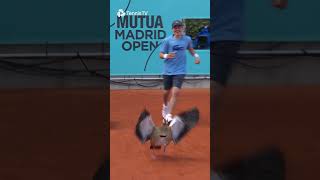 What The Duck 🦆 An Unexpected Visitor During the Tennis In Madrid!