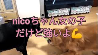 可愛い ゴールデンレトリバー 大型犬のゴールデンレトリバーBOSS君❣️黒ラブのNICOちゃん❣️